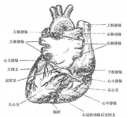 μѪܣ棩