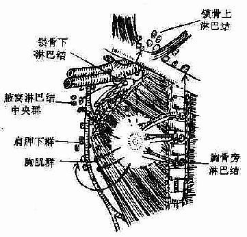 鷿ܰ;