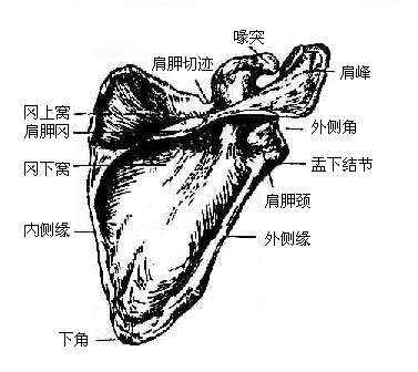 ιǣ棩