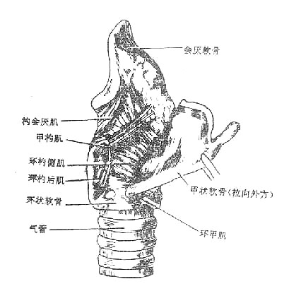 棩