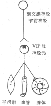 ѪܻԳģVIP֧ͼ